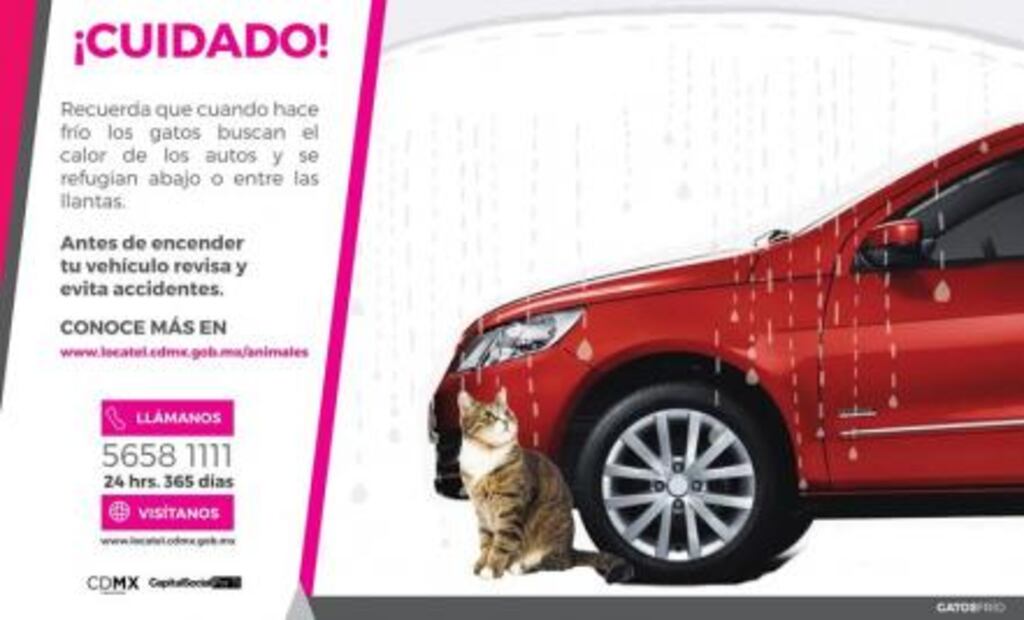 Así puedes ayudar a los perros y gatos de la calle durante el frío