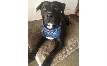 "La policía no me cuida, me cuida mi Ofelia"