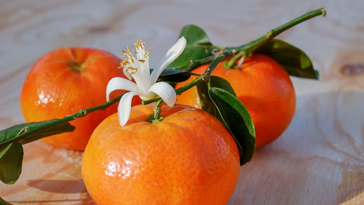 Te compartimos de qué manera debes guardar las mandarinas para evitar que se pudran. Foto: Pixabay