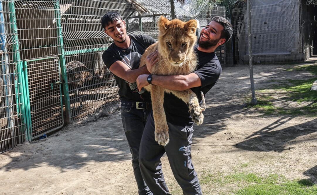 El zoológico de Rafah alberga a cinco leones, entre los cuales tres son cachorros, algunas aves y otros animales. Foto: AFP