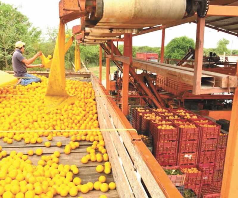 Citricultores, compradores, trabajadores y especialistas coinciden en que, a pesar del temor al coronavirus, en el municipio de Güemez lograron un precio récord de 5 mil 500 pesos la tonelada de naranja Valencia. Foto: ROBERTO AGUILAR. EL UNIVERSAL