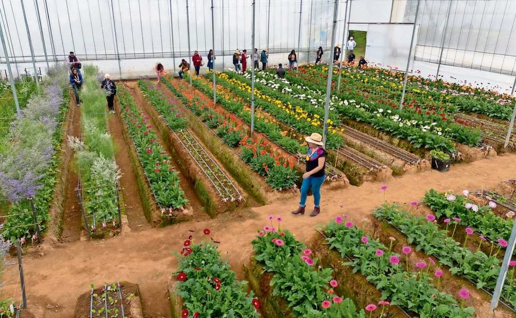 El Estado de México ocupa el primer lugar nacional al aportar aproximadamente 50% de la producción de flores ornamentales del país. Foto: Especial