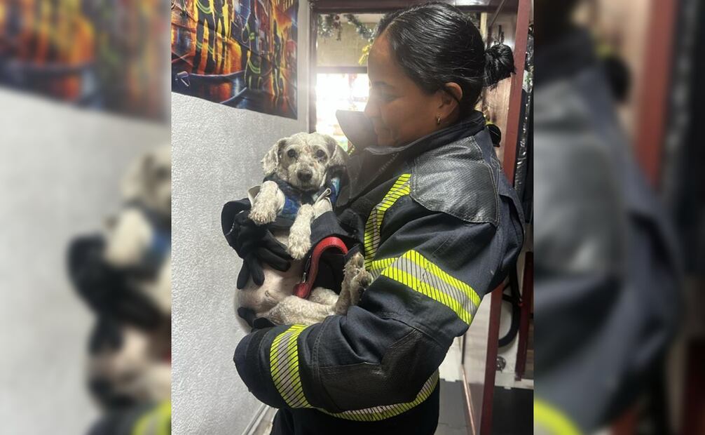 “Chicharrón” quedó prensado entre los fierros del vehículo, por lo que elementos de la Secretaría de Seguridad Ciudadana y del Heroico Cuerpo de Bomberos de la Ciudad de México realizaron maniobras para liberarlo.  Foto: Especial.