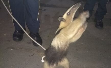 Revisan veterinarios a oso hormiguero de Tepito