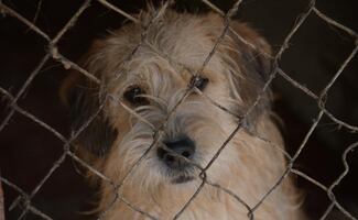 Clara Brugada busca regular albergues y refugios de animales en CDMX; "necesitamos garantizar el bienestar animal" dice