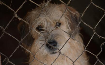 Clara Brugada busca regular albergues y refugios de animales en CDMX; "necesitamos garantizar el bienestar animal" dice