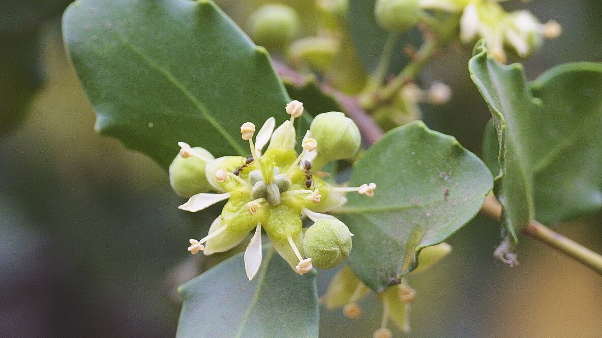 Las flores y las hojas del quillay también tienen usos domésticos y medicinales. Foto: Dr John A Horsfall/Getty Images vía BBC