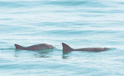Gobierno de México considera reducir zona protegida de la vaquita marina en Golfo de California