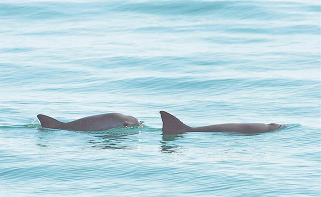 Foto: Archivo / Semarnat