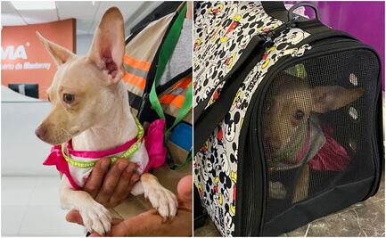 ¡"Keysi" está en camino! Perrita olvidada en Aeropuerto de Monterrey se reencontrará con su familia