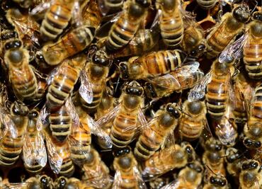 Pareja de youtubers termina hospitalizada tras ser atacada por enjambres de abejas melíferas gigantes