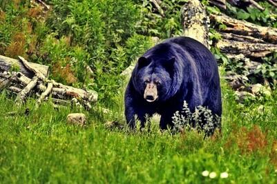 Oso muere atropellado por un auto en España