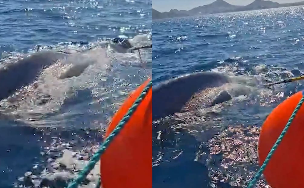 Liberan a una ballena jorobada atrapada en una red de nylon en Baja California Sur (22/07/2026). Foto: Captura de pantalla
