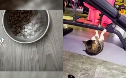 Viral: El michi fitness que come proteína por error