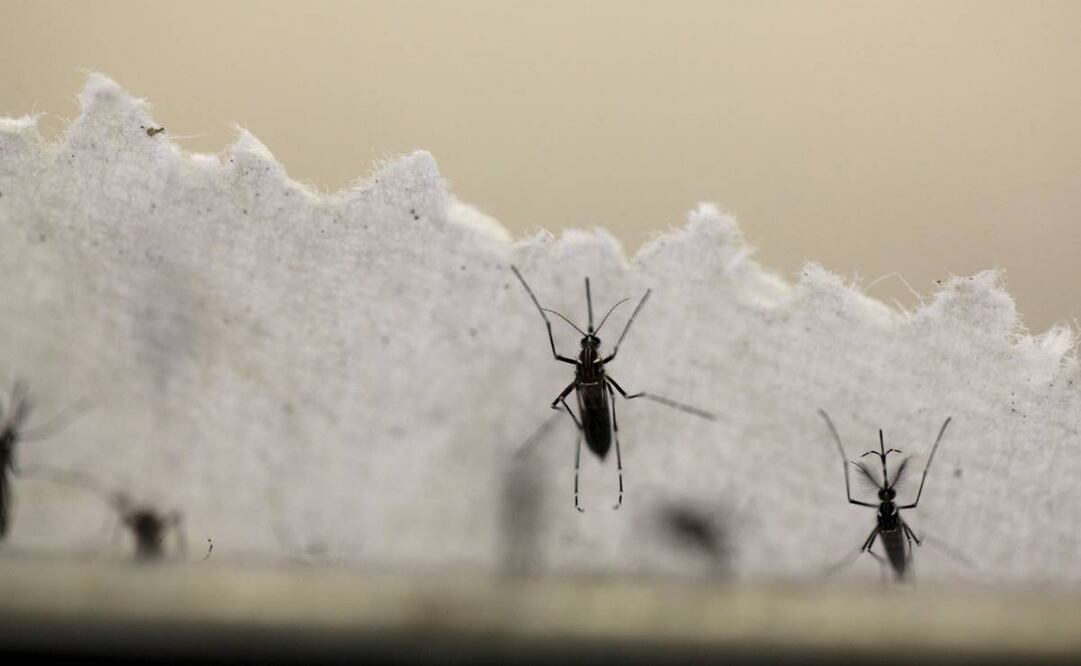 Mosquito del dengue gana territorio y poderío. Foto: Archivo EL UNIVERSAL