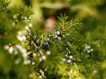 Beneficios de la infusión de enebro que quizás no conocías