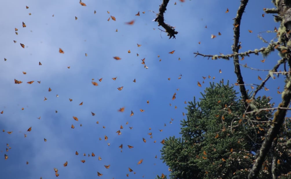 Santuario de la mariposa monarca en Michoacán (22/11/2025). Foto: Fernanda Zamora / EL UNIVERSAL