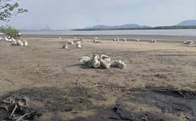 Pescadores y autoridades acusan a Pemex de mentir sobre contaminación en playas de La Ventosa; piden cambiar ductos y emisores