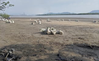 Pescadores y autoridades acusan a Pemex de mentir sobre contaminación en playas de La Ventosa; piden cambiar ductos y emisores