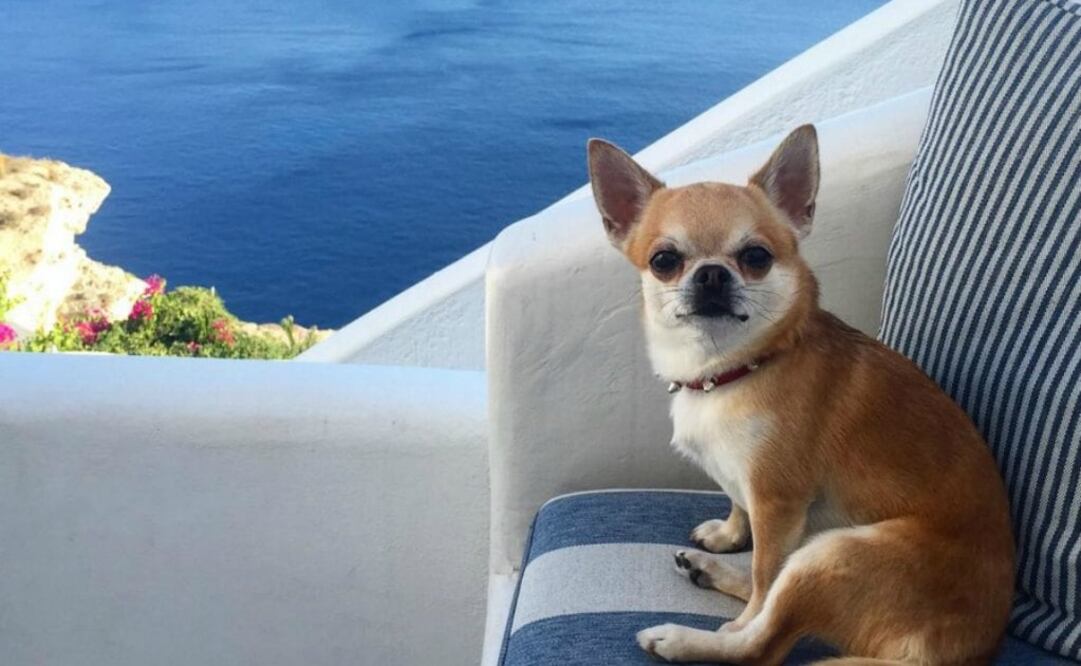 Miami tiene cuenta en Instagram. (Foto: miami_traveler_dog)