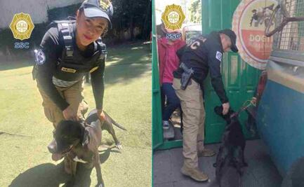 Vigilancia Animal rescatan a “Margot” por maltrato animal en hotel para perros “Dogtime” en Magdalena Contreras