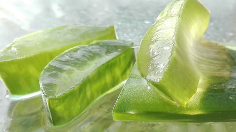 Cuáles son las propiedades de tomar aloe vera