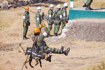 Alistan perros rescatistas y para búsqueda de droga