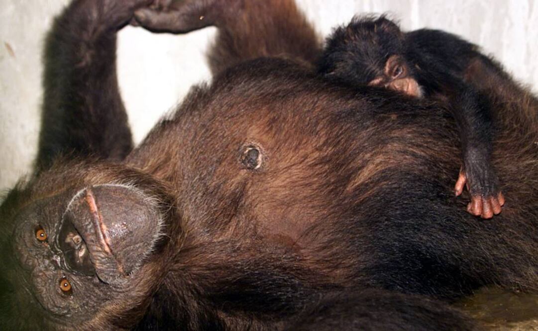 Estudio partió de la base de que los seres humanos, en momentos importantes, confían en gran medida sólo en sus amigos más cercanos. Foto: Archivo