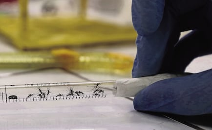 Mueren 4 en Morelos por dengue; suman 10 en un mes