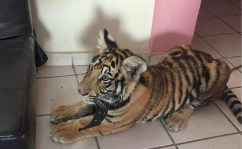 Profepa asegura tigre que su dueño paseaba en Salina Cruz, Oaxaca