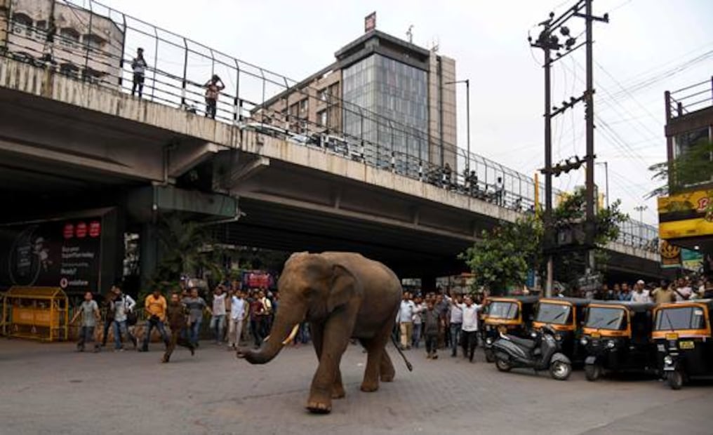 Elefante escapa de reserva y causa revuelo en ciudad de la India