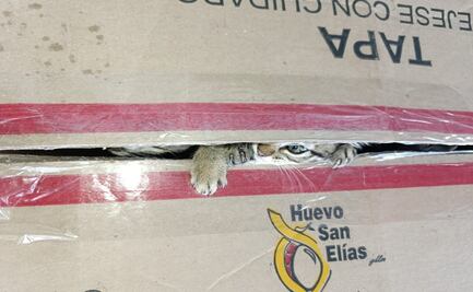 Abandonan a siete gatitos en Azcapotzalco; vecinos y autoridades intervienen para rescatarlos