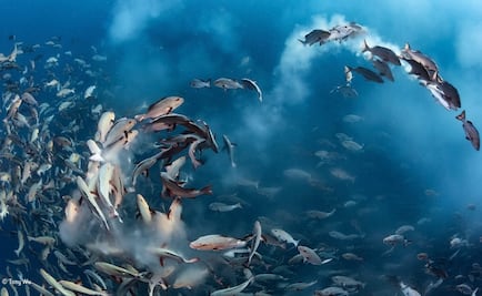 Las altas temperaturas originan peces hembra con genes masculinos