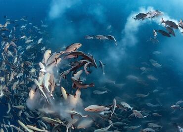 Las altas temperaturas originan peces hembra con genes masculinos