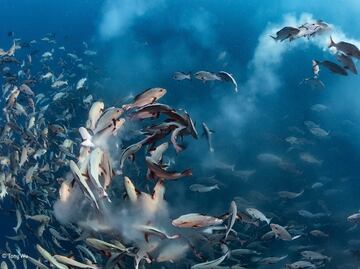 Las altas temperaturas originan peces hembra con genes masculinos