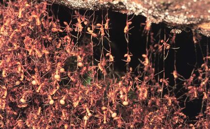 The fascinating world of Mexican ants