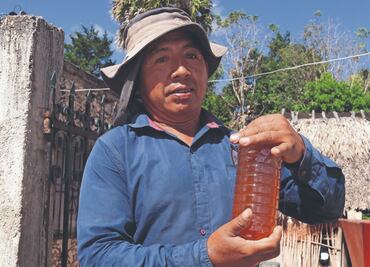 “La apicultura en su peor momento”; denuncian uso de productos químicos por parte de los menonitas en Dzitbalché, Campeche