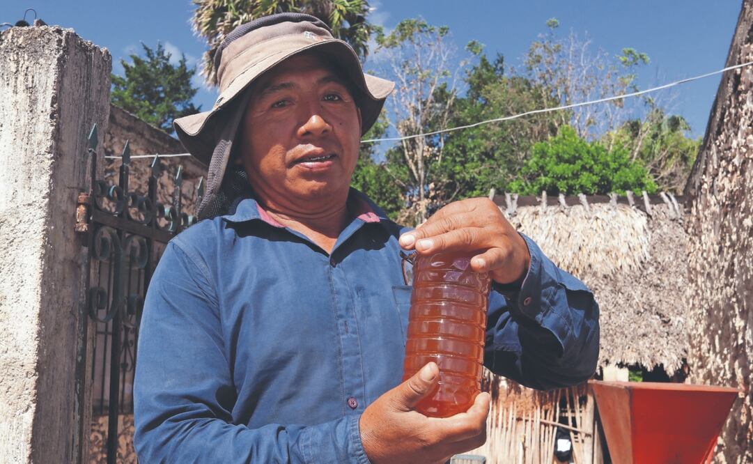 En 2019, Campeche fue el segundo productor de miel a nivel nacional, con 8 mil toneladas, y vendía el kilo a 58 pesos, pero actualmente apenas alcanza los 21 pesos. Foto: de Yazmín Rodríguez