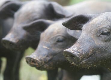 El protagonismo del cerdo en la alimentación y cocina mexicana