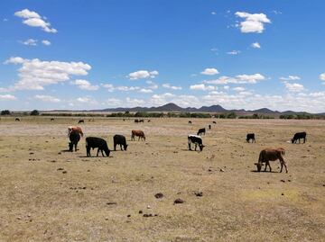 Agricultura anuncia efectividad del 98% en combate de sequías