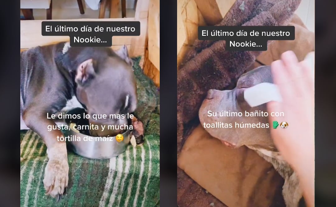 El video de TikTok sobre el último día del perro ya cuenta con más de 2 millones de reproducciones y más de 300 mil likes. Foto: TikTok @cynthiasece27