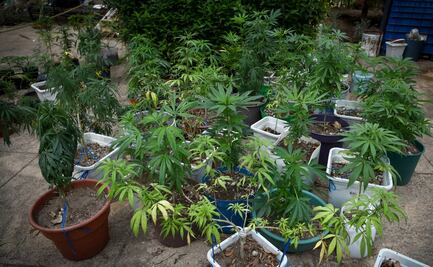 La marihuana reduce las posibilidades de un embarazo: estudio