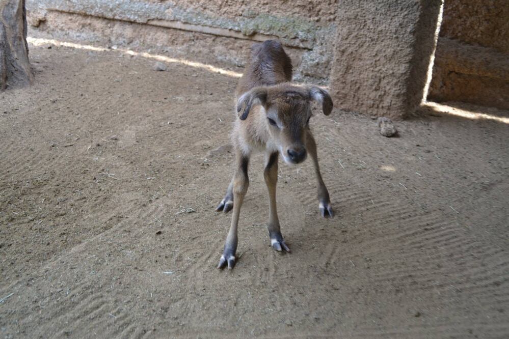 La cría de antílope Lechwe, en la foto, no fue amamantada por su madre y requerirá cuidado especial (Foto: Facebook.com/zoologicodemorelia)