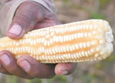 Iniciativa de Sheinbaum sobre maíz transgénico será modificada: Diputados; buscan proteger maíces nativos