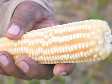 PT propone prohibir producción de maíz transgénico en México; resolución del panel del T-MEC fue unilateral, señala