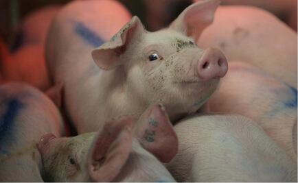 Mexico can import pork from 10 countries besides USA