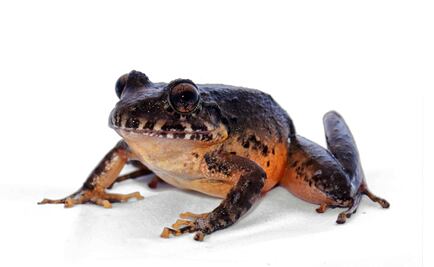 Rana de vientre rojo reaparece tras 30 años sin registros en Costa Rica