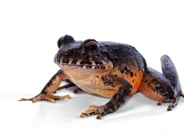 Rana de vientre rojo reaparece tras 30 años sin registros en Costa Rica