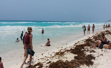 ¿Qué es el sargazo y de dónde viene?