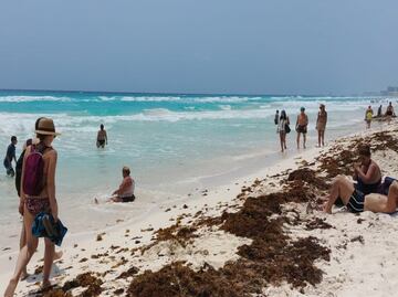 ¿Qué es el sargazo y de dónde viene?